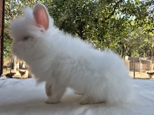 Iepure pitic cap de leu-mascul - imagine 4