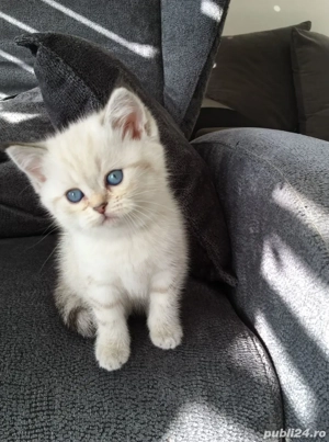 Puiut british short hair white