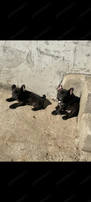 Bulldog francez talie mica