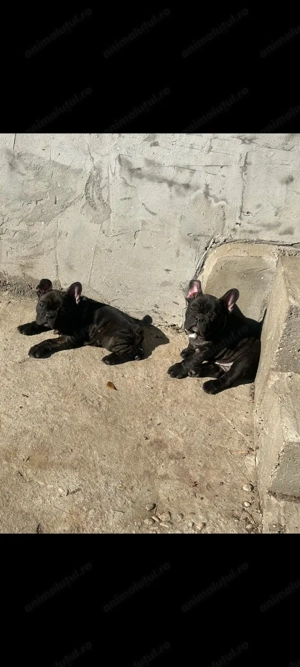 Bulldog francez talie mica  - imagine 4