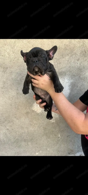 Bulldog francez talie mica  - imagine 2