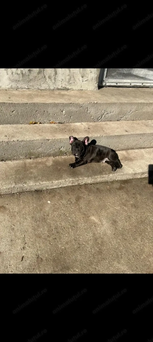 Bulldog francez talie mica  - imagine 3