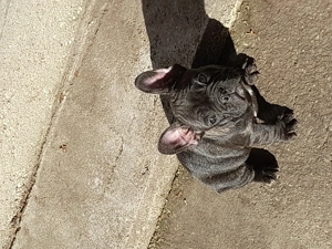 Bulldog francez talie mica  - imagine 5