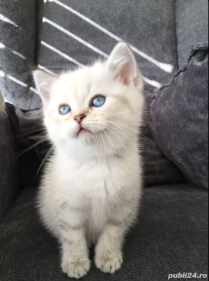 Puiut british short hair white - imagine 2