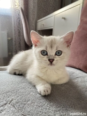 Puiut british short hair white - imagine 3