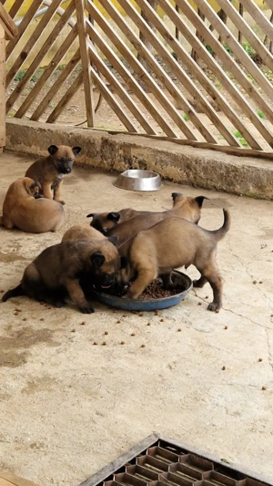 Ciobanesc Belgian Malinois