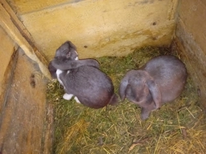 De vanzare iepuri  - imagine 2