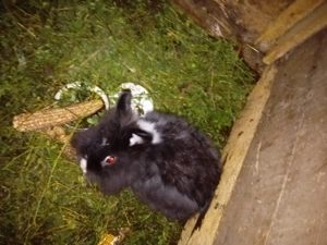 De vanzare iepuri  - imagine 3