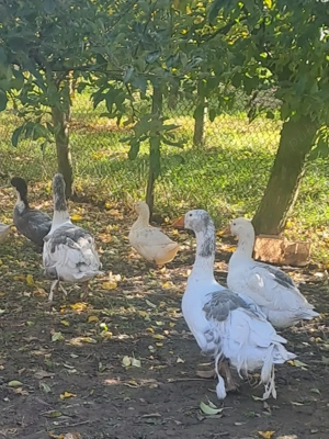 Vând gâscan sau schimb cu gâscă creață (de Sevastopol) - imagine 6 Vând gâscan sau schimb cu gâscă creață (de Sevastopol) - imagine 6