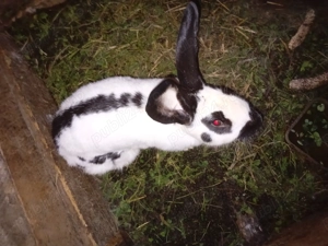 De vanzare iepuri  - imagine 5