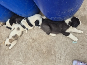 Ciobănești de Bucovina - imagine 2 Ciobănești de Bucovina - imagine 2