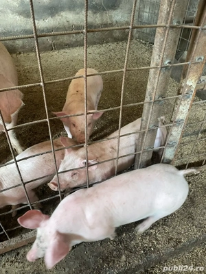 De vânzare purcei rasa Landrace și Pietrain    - imagine 2