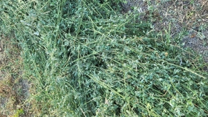 Baloți de lucernă  - imagine 3