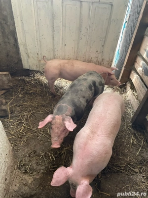 De vânzare purcei rasa Landrace și Pietrain   