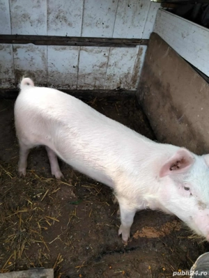 Porc de vânzare  - imagine 2 Porc de vânzare  - imagine 2