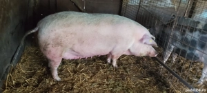 Porci mari  - imagine 5