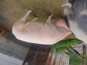 Porci de vanzare 150-160 kg - imagine 2