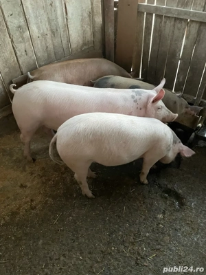 vind porci - imagine 3