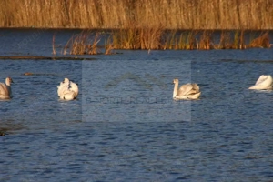 Reședință exclusivistă cu deschidere la Lacul Scroviștea - imagine 10