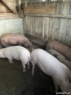 vind porci - imagine 5