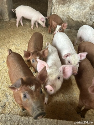 Purcei Landrace Duroc - imagine 4