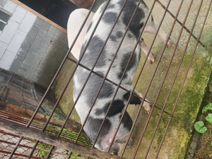 Porci de vanzare 150-160 kg