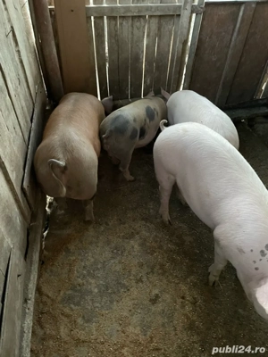 vind porci - imagine 2