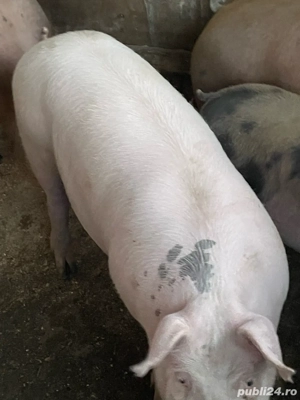 vind porci - imagine 4