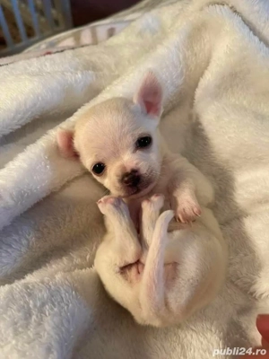 Chihuahua mini toy - imagine 2 Chihuahua mini toy - imagine 2