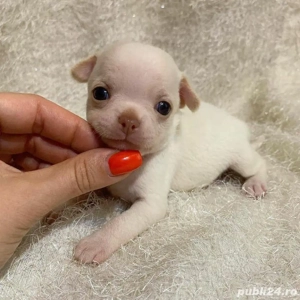 Chihuahua mini toy - imagine 2