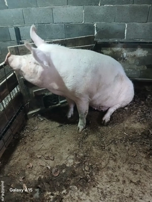 scroafa 250-300kg - imagine 3 scroafa 250-300kg - imagine 3