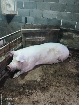 scroafa 250-300kg - imagine 2 scroafa 250-300kg - imagine 2