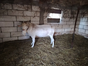 Țap de vânzare  - imagine 2