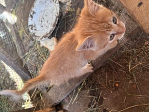 Două pisicuțe portocalii, micuțe, prietenoase, jucăușe