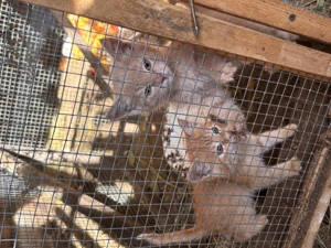 Două pisicuțe portocalii, micuțe, prietenoase, jucăușe  - imagine 5