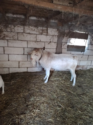 Țap de vânzare  - imagine 4