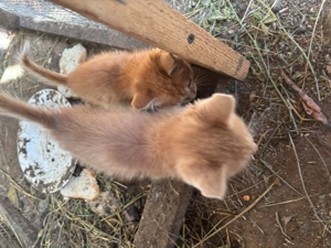 Două pisicuțe portocalii, micuțe, prietenoase, jucăușe  - imagine 2