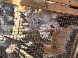 Două pisicuțe portocalii, micuțe, prietenoase, jucăușe  - imagine 4