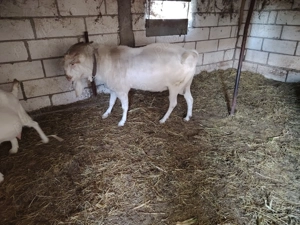 Țap de vânzare  - imagine 3