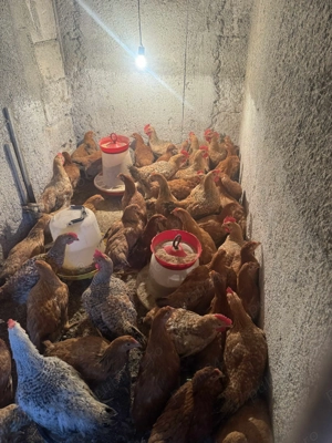 Cocosi si Puicute de vanzare 