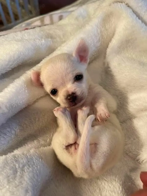 Chihuahua Mini Toy rasă pură  - imagine 2