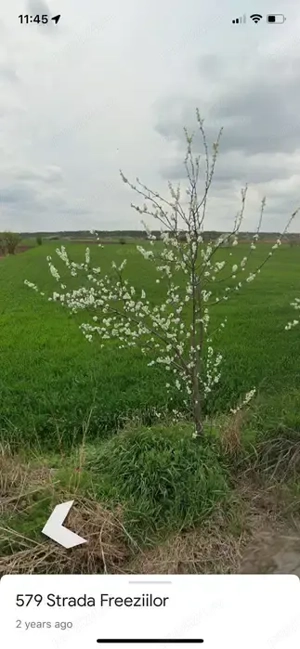 Teren Intravilan Gradistea Giurgiu - imagine 2 Teren Intravilan Gradistea Giurgiu - imagine 2