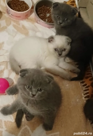 Scottish Fold fetite si baietei