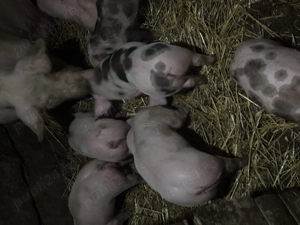 Purcei rasa de carne din TN70si pietrain belgian