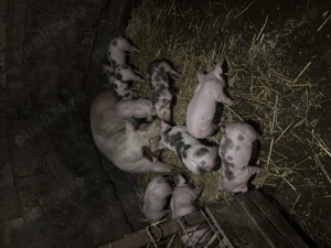 Purcei rasa de carne din TN70si pietrain belgian - imagine 3