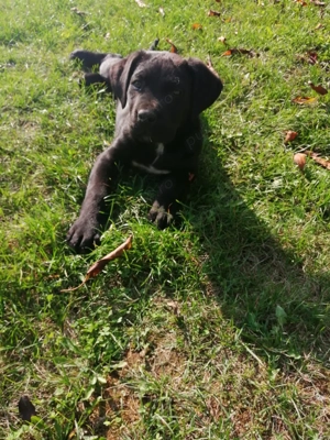 Vând cățelușă cane corso