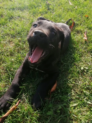 Vând cățelușă cane corso - imagine 5 Vând cățelușă cane corso - imagine 5