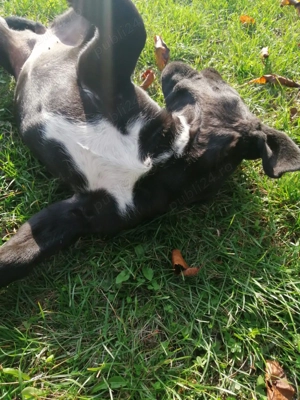 Vând cățelușă cane corso - imagine 3 Vând cățelușă cane corso - imagine 3