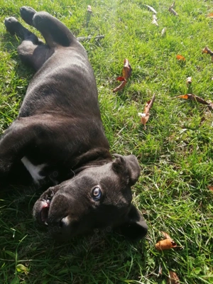 Vând cățelușă cane corso - imagine 2 Vând cățelușă cane corso - imagine 2
