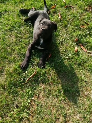 Vând cățelușă cane corso - imagine 4 Vând cățelușă cane corso - imagine 4